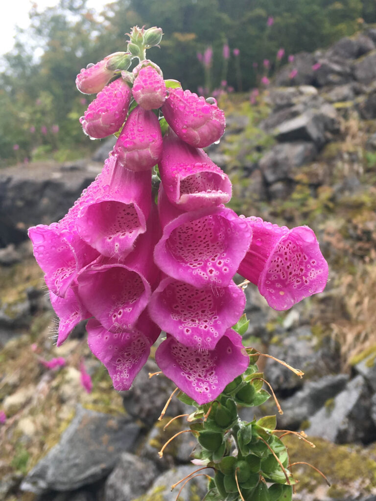 Dew-covered foxglove on the trail several years ago. Do pretty flowers appeal to six-year-olds? Sometimes.