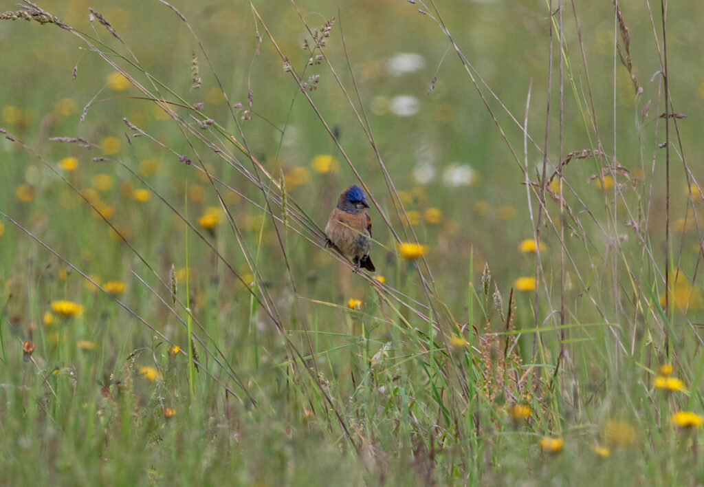 Blue grosbeak, a bird species that has only been spotted north of Oregon three times in the history of tracking it. My husband is a Master Birder whereas I am an advanced beginner. I think I would continue to learn more if I maintained a beginner's mindset.