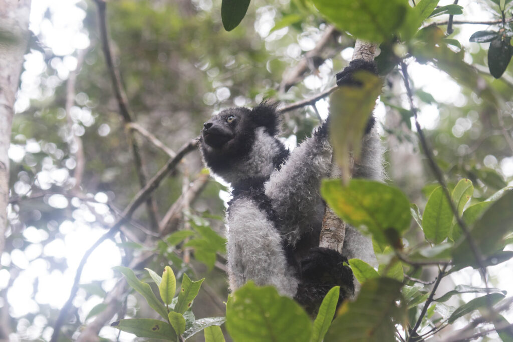 Indri singing in the rain. Their haunting calls resonate for miles in the rainforest canopy. If only we could communicate the same way, without needing all the high-tech gizmos and gadgets!