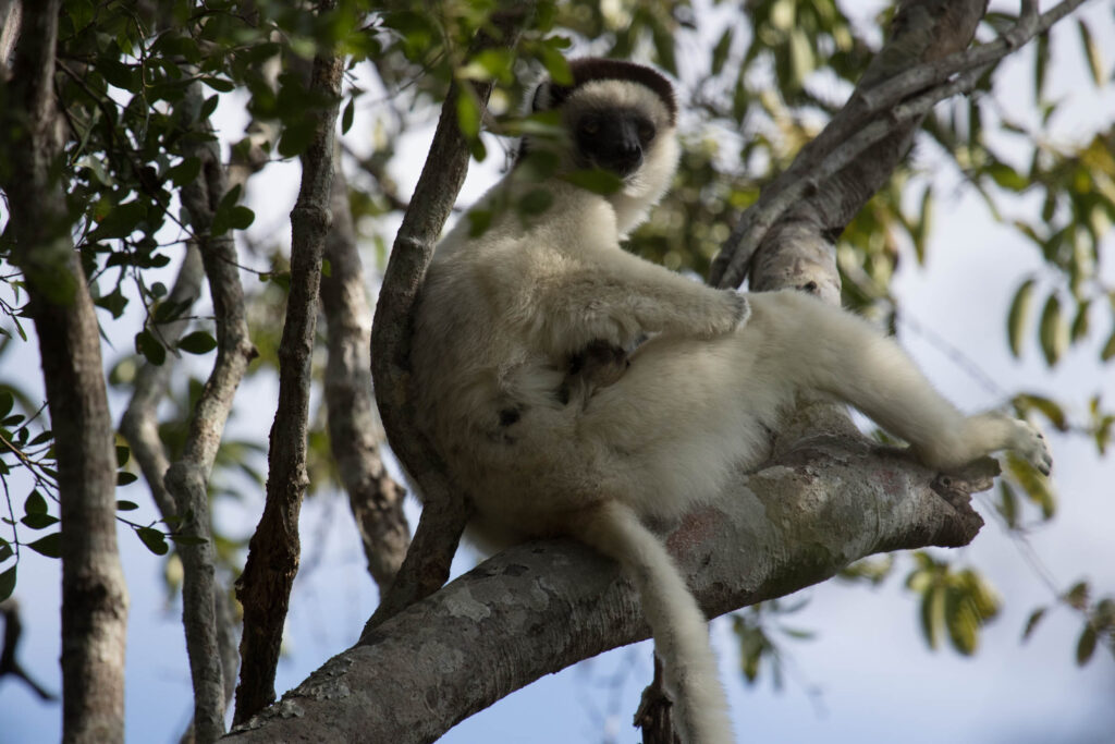 A sifaka mom with a baby clutched to her stomach.