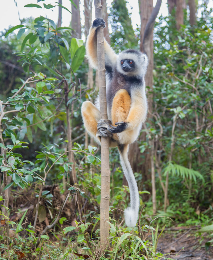 Another master climber. They make it look so incredibly effortless.