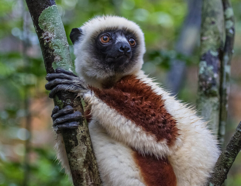 Lemurs in Madagascar provide the perfect backdrop for "rising strong" as these remarkable primates are tree dwellers.