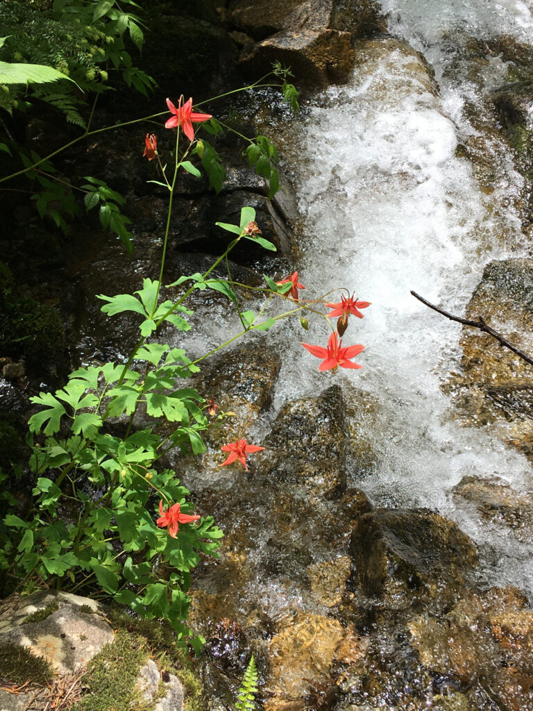 Columbine beside a raging stream.