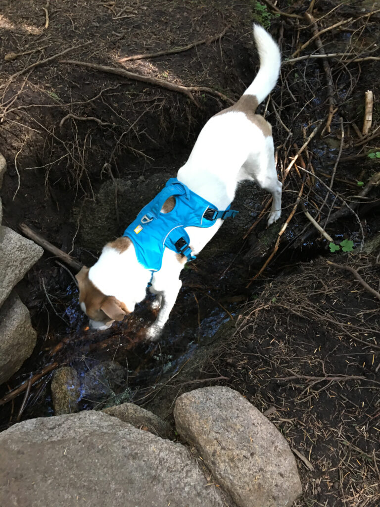 Ajax cooling off his tootsies and quenching his thirst at the same time.