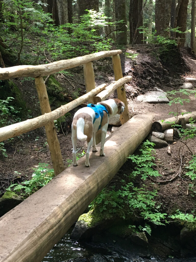 Ajax heads across the log bridge between Olallie Lake and Exit 47 along the I-90 Corridor.