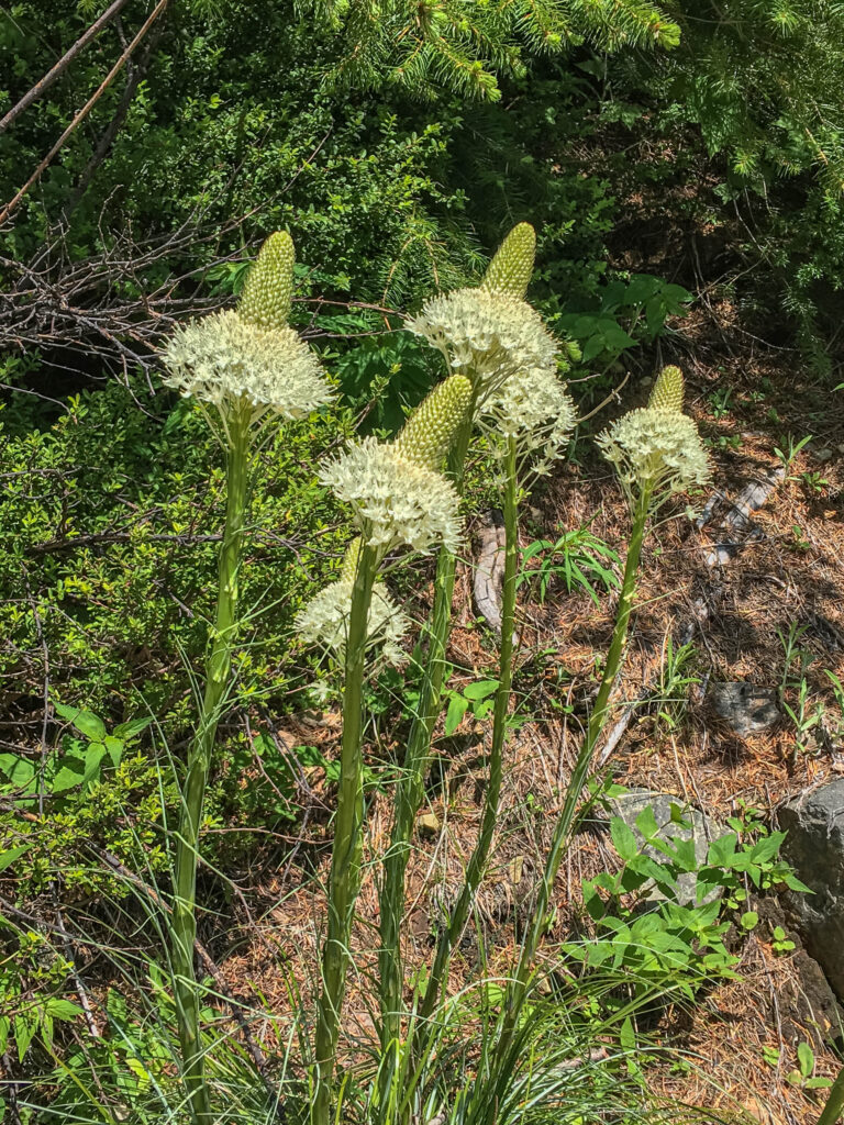 Beargrass tufts in the full sun of Chance Peak.