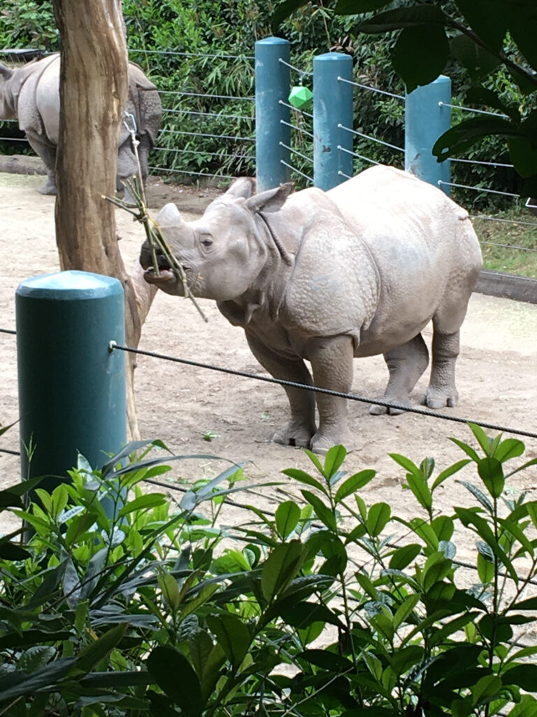 Greater one-horned rhinoceros Glen at Woodland Park Zoo. If you know you have an unhealthy weighing habit, consider whether it's time to ditch the scale.