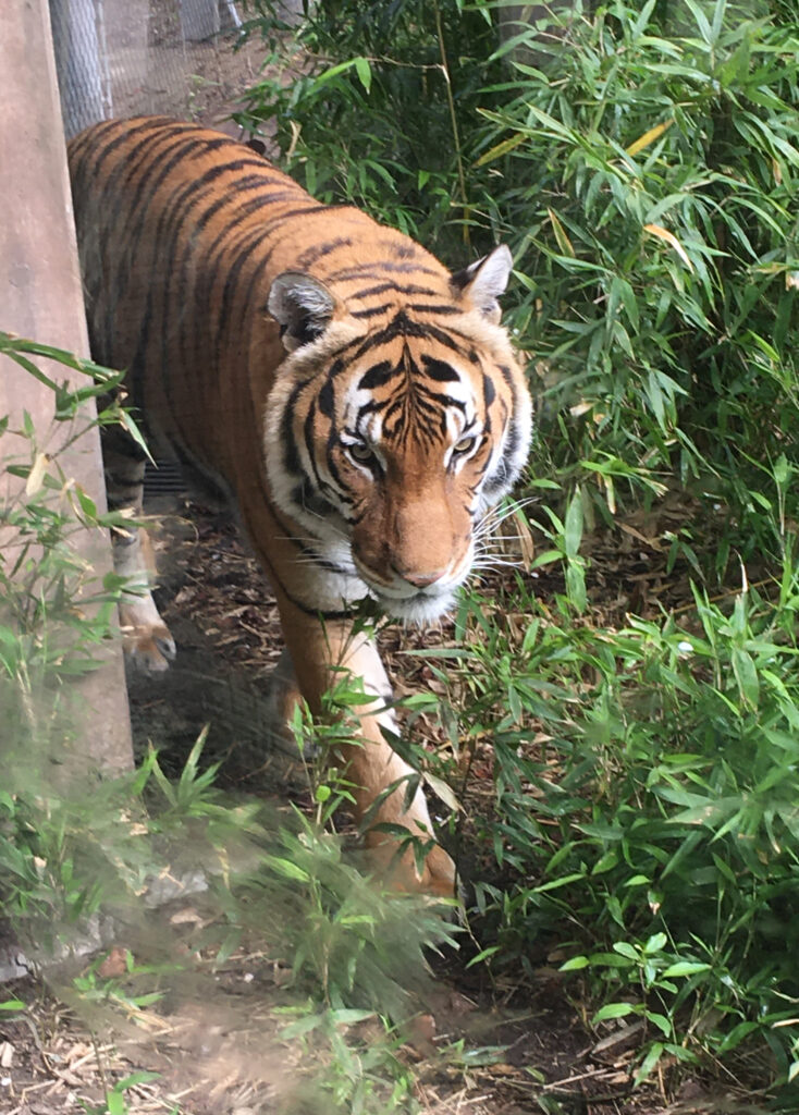 Bumi, Woodland Park Zoo's male Malayan tiger.