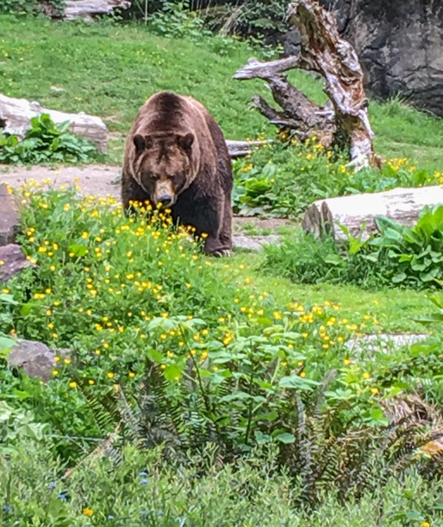 Grizzly bear Steve at Woodland Park Zoo. Zoos use scales to assess body weight as one of many health metrics and to adjust nutrition according to life cycles.