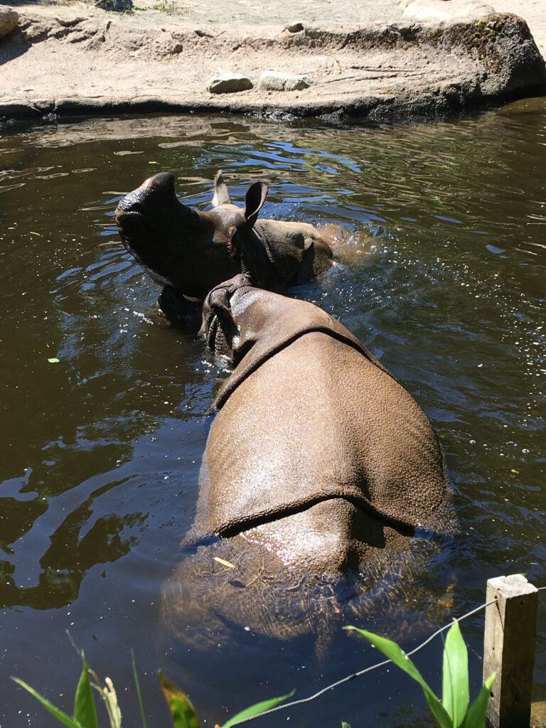 Glen and Taj, Woodand Park Zoo's greater one-horned rhinos, enjoying a swim. What would happen if you ditch the scale this summer?