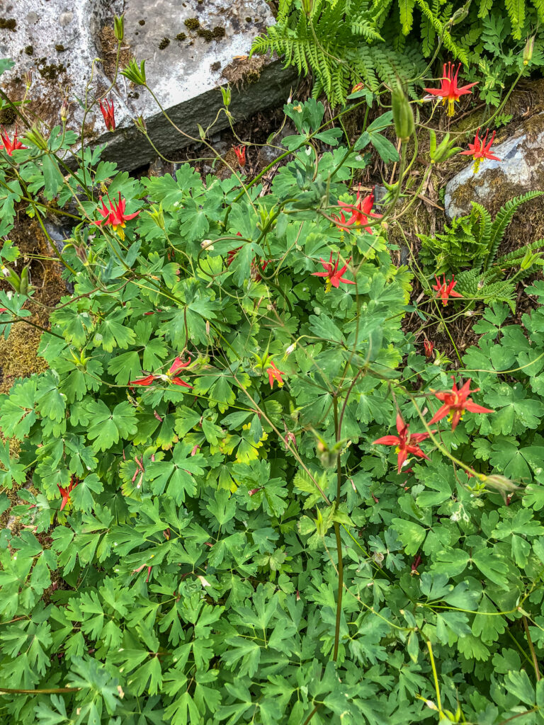 A patch of columbine draws my eye as we climbed toward the Katwalk.