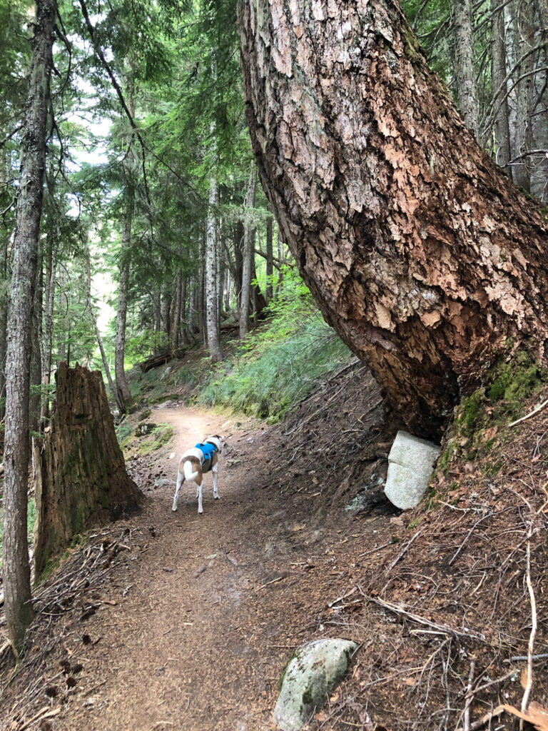 Hiking is a form of meditation. It helps me put things into better perspective. Seeing this enormous Douglas fir against the tiny but mighty Ajax makes me realize that we are all interconnected, and in that one moment we were all enjoying the same space in the forest.