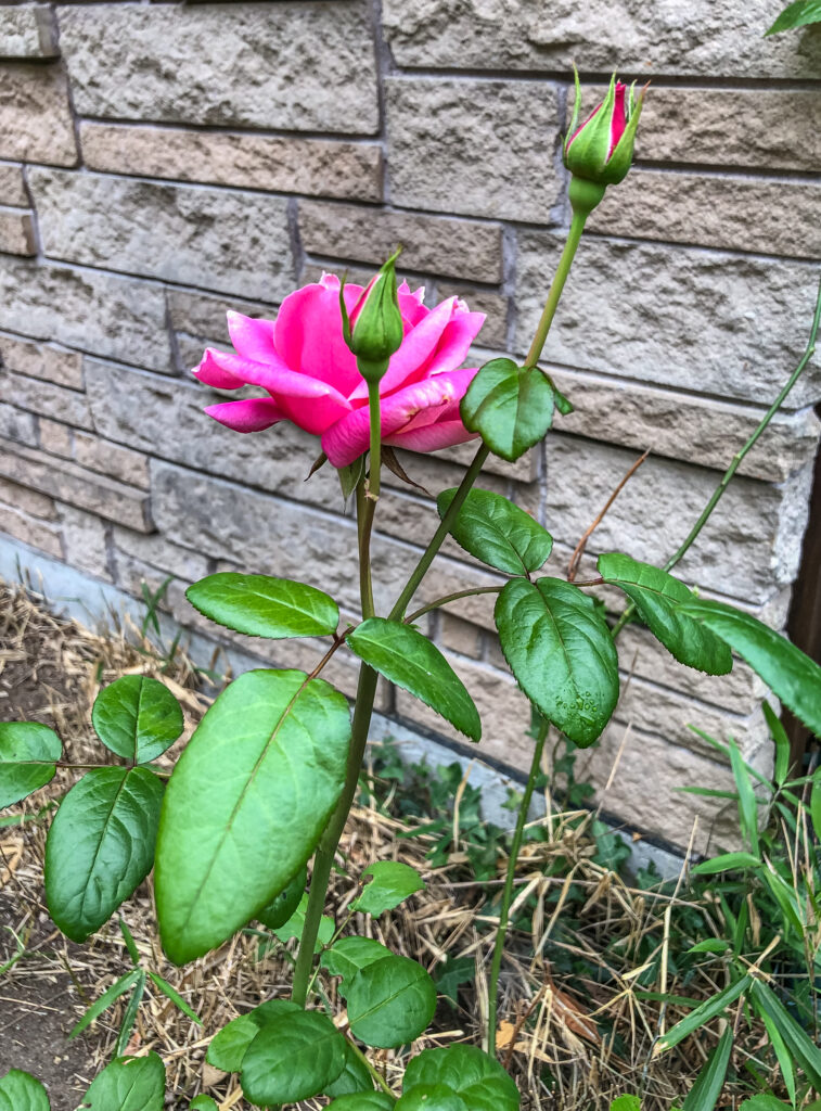 Once we cleared away enough of the insidious bamboo grass a few weeks ago, this rose bush once again began to thrive. I cannot control its rate of growth but I can certainly improve conditions to give it a better chance.