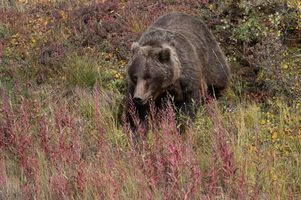 A grizzly bear forages near the road in Denali National Park. I couldn't get enough of the mammals and gorgeous fall colors.