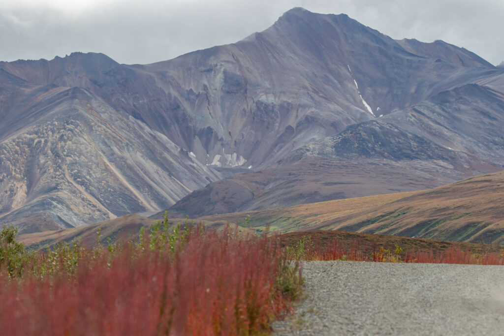 The foliage in Denali National Park was just changing colors. Late August is already fall in central to north Alaska while our home city of Seattle remained deep in summer.