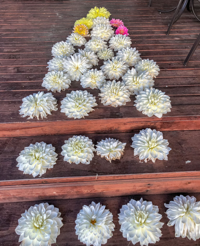 This lovely display of homemade dahlias was arranged by our Anchorage host, Javier.