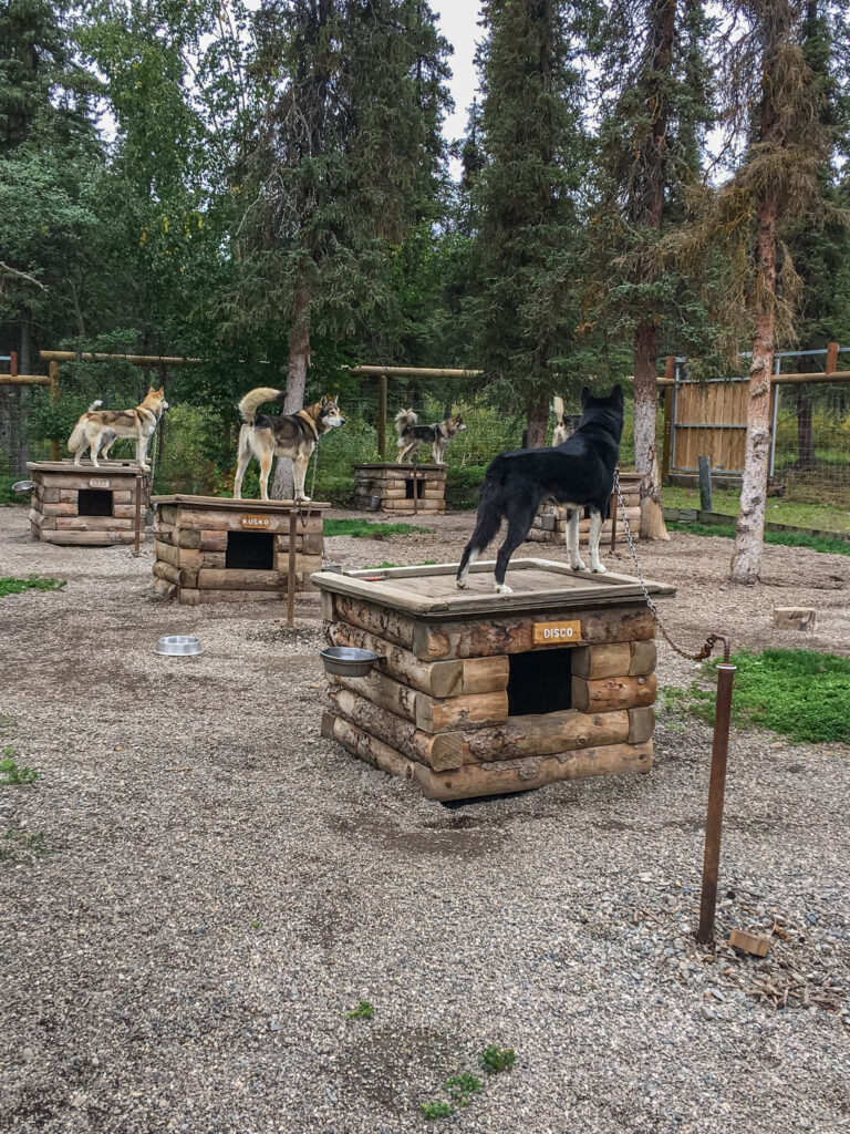 The well-trained, oh-so-attentive Denali sled dogs and their kennels went on high alert just before their show.