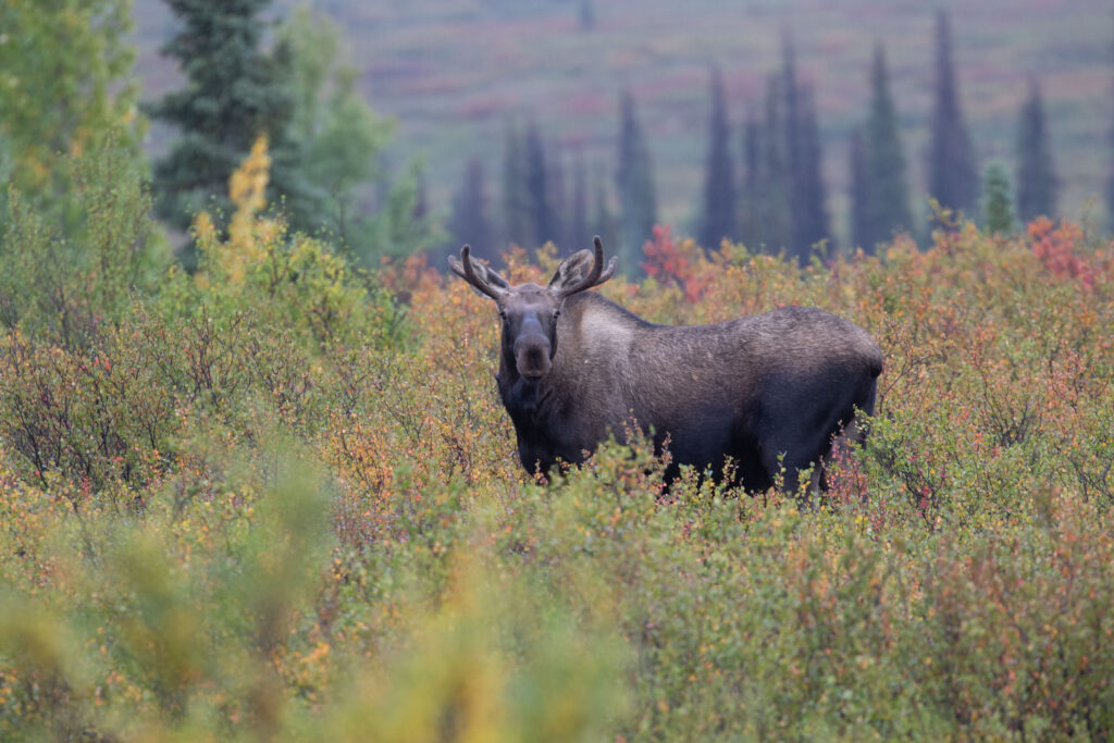 MOOOOOSE! A great Alaska vacation for me includes Dall sheep, grizzly bears, caribou, and moose. If you also see a wolf you've "hit a grand slam."