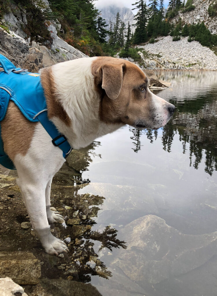 The only constant in my life today is my faithful hiking companion, Ajax. How much longer will a 7-year-old dog be able to hike 12-15 miles? That, too, will eventually change.