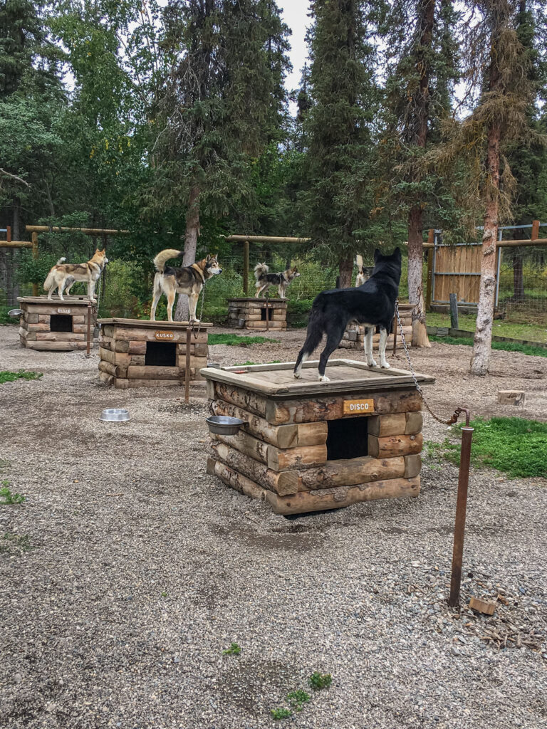 Canine rangers stand at attention, ready to work at the signal.