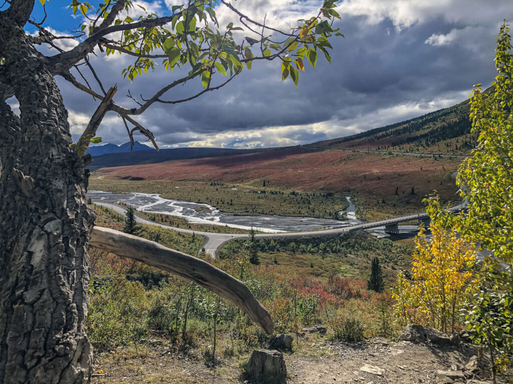 The braided river bed (and bridge) at Savage River, Milepost 15, in Denali National Park from our "scramble" overlook.