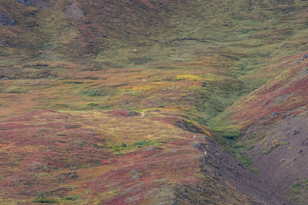 Dall sheep high up in an alpine tundra meadow. We spotted a dozen as we walked east from Icicle Canyon.