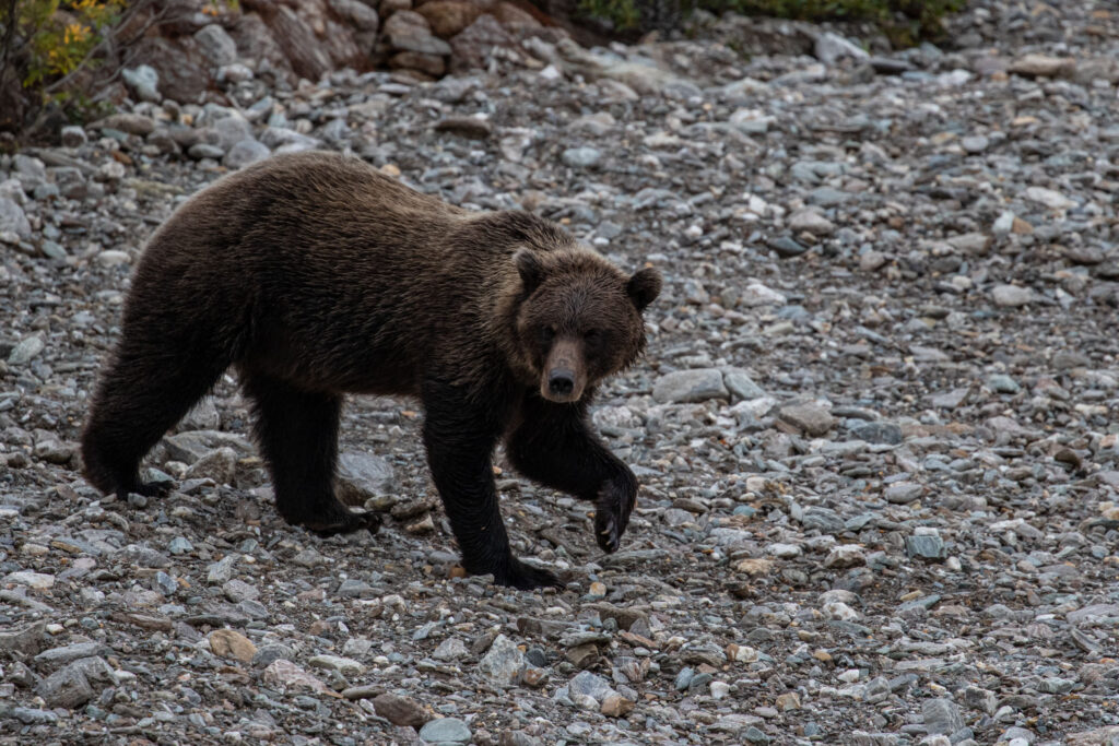 Grizzly bear foraging for berries and tubers beside a stream wash.