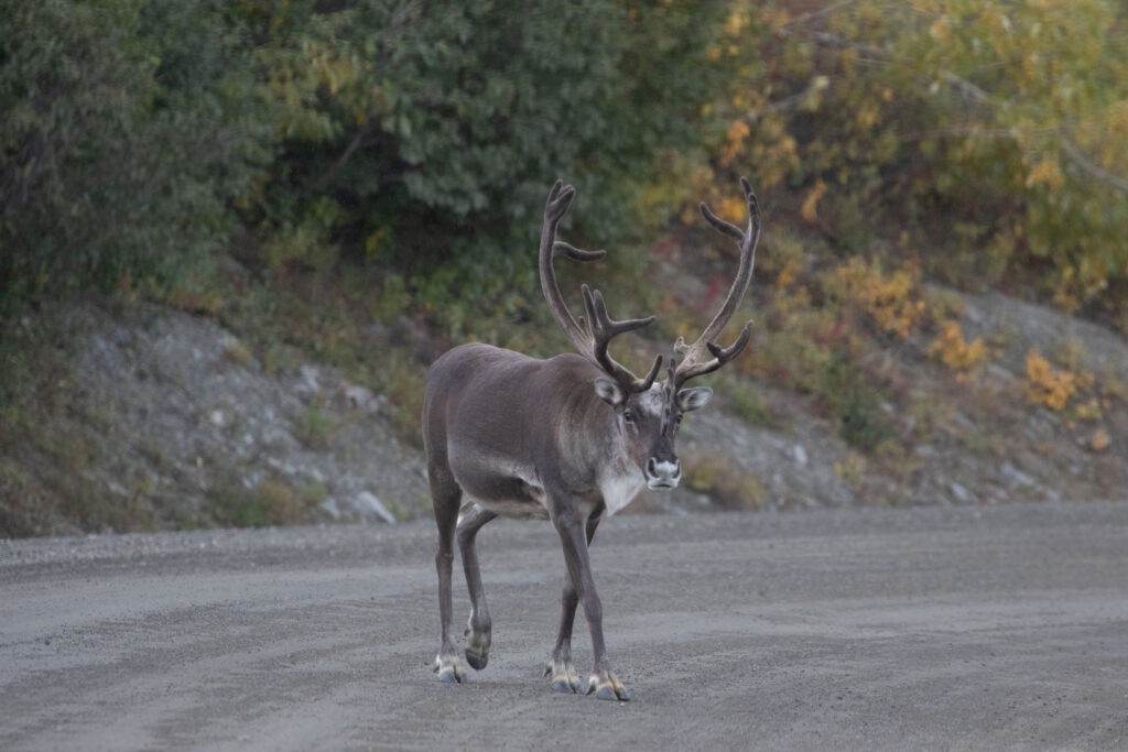 This male caribou wandered across the road without much concern about the tin boxes traveling around him.