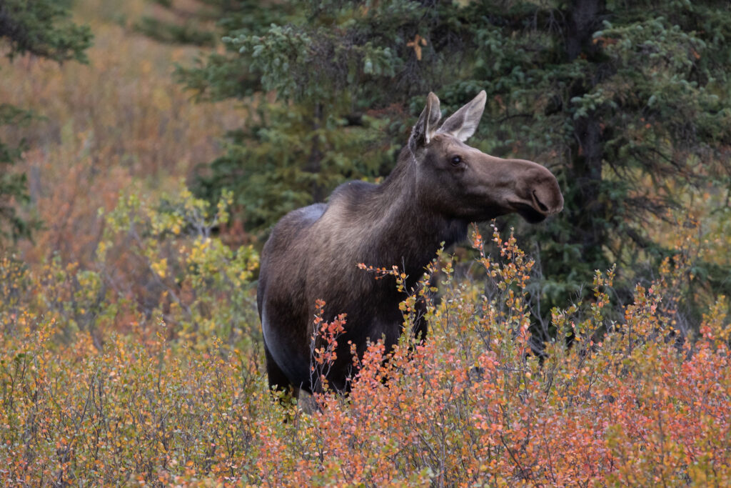 Female moose foraging for food in Denali National Park.