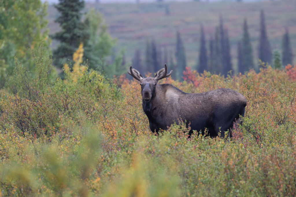 We have seen moose on trips to the Tetons, Glacier, and Yellowstone National Parks, but we'd heard they're much more prevalent in Alaska, even in Anchorage. We spotted four on our jaunt north toward Denali National Park.