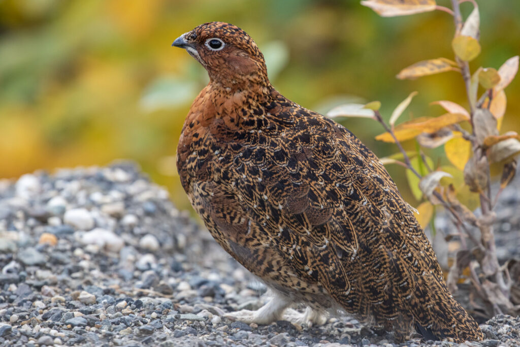 Rock Ptarmigan in summer plumage.