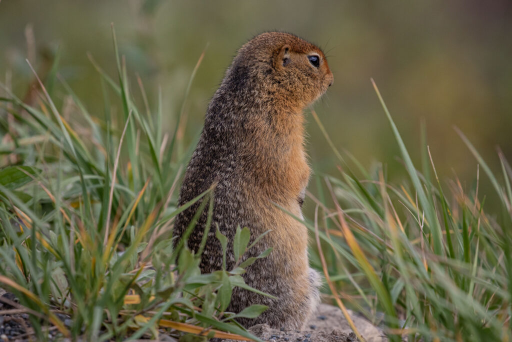 While exploring sounds in Denali as we walked the road near MP 43, we kept hearing odd squeaks reminding me of pikas and marmots. We finally located the source, a family of cute Arctic ground squirrels.