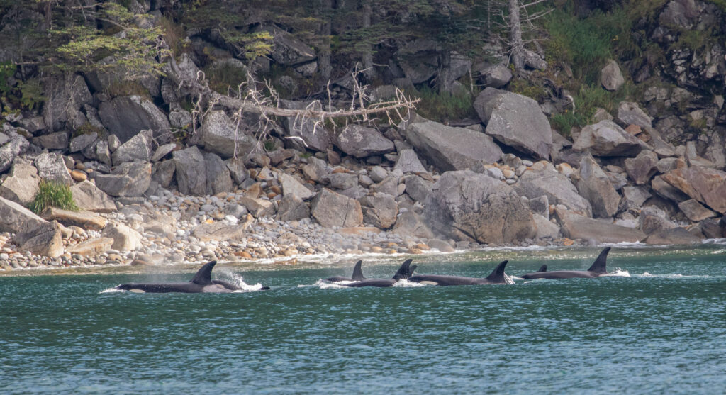 Savor moments such as this. Embrace your family and community members like the two dozen Orcas we saw before finishing our one-day tour.