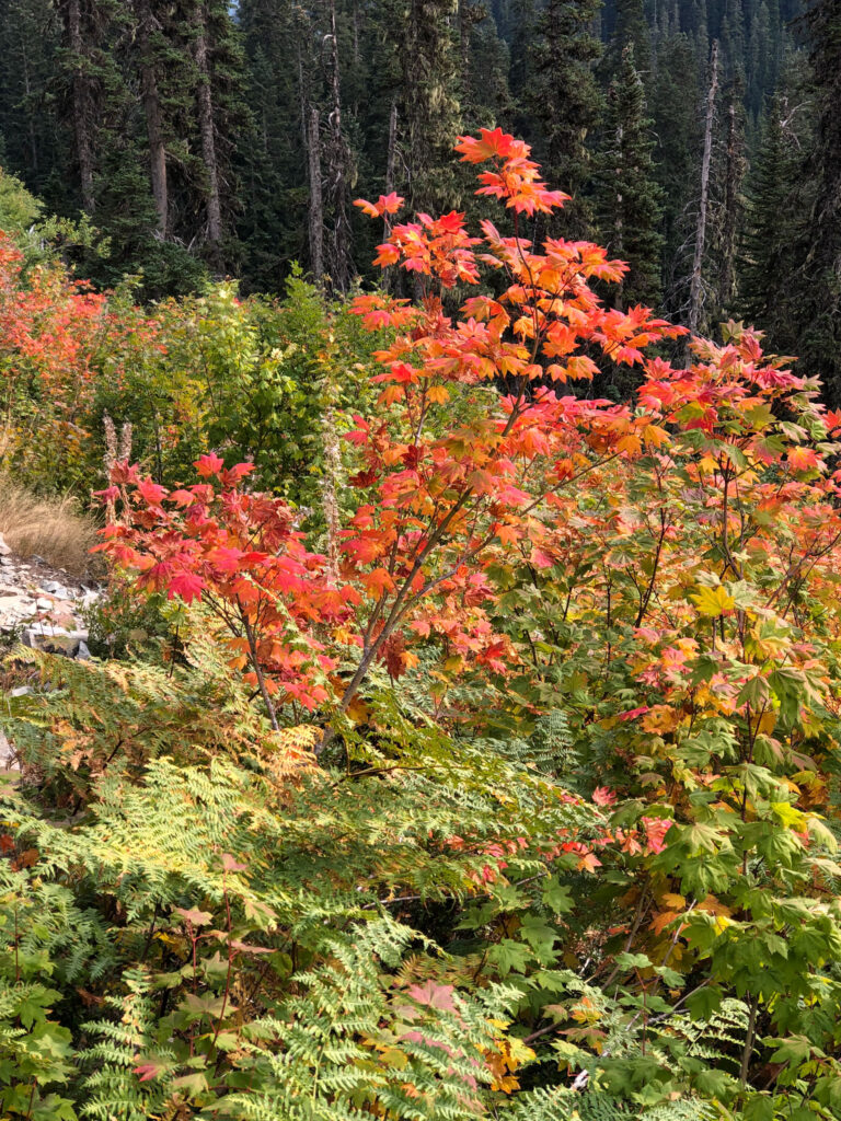 A brilliant maple, evidence of alpine autumn changes. Maples are common in Western MA, where I fell in love with their beauty in college. Our daughter visited Seattle's U. WA campus in May when the cherry blossoms were in full bloom. 