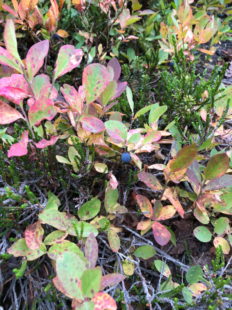 A ripe wild blueberry dangles below reddening leaves, waiting to be picked.