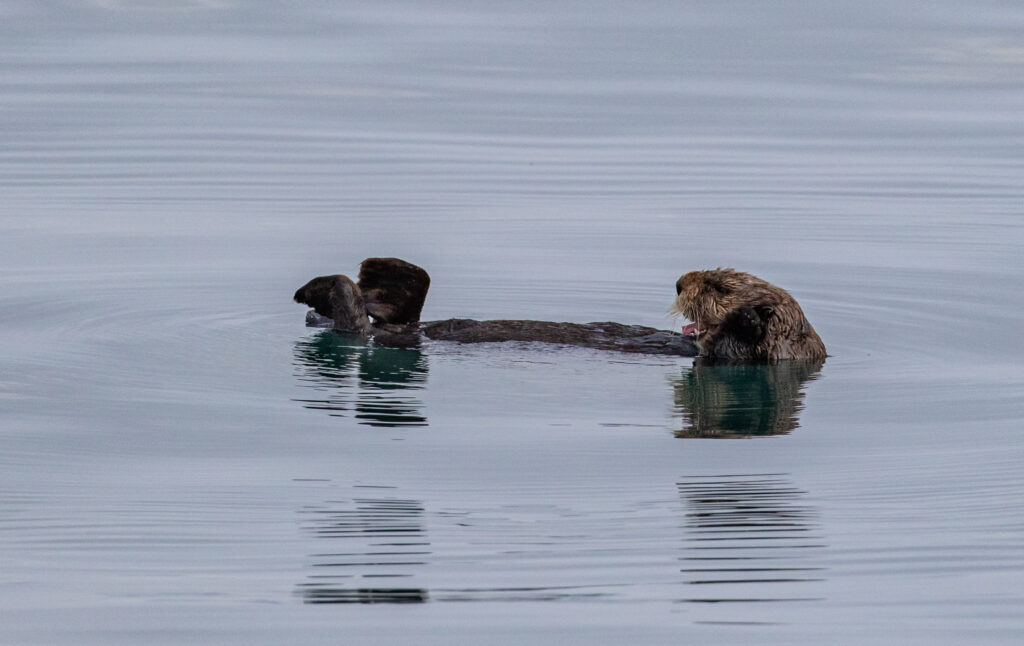 A drowsy sea otter rests in Resurrection Bay.