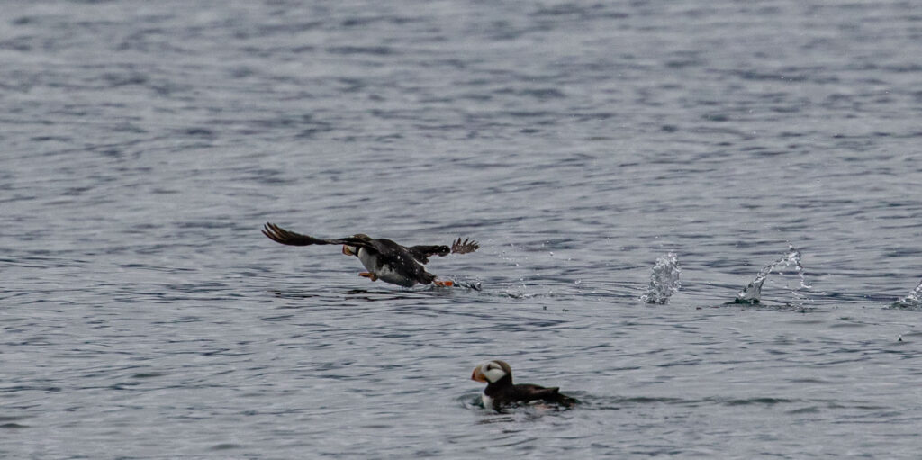 Horned puffin taking flight.