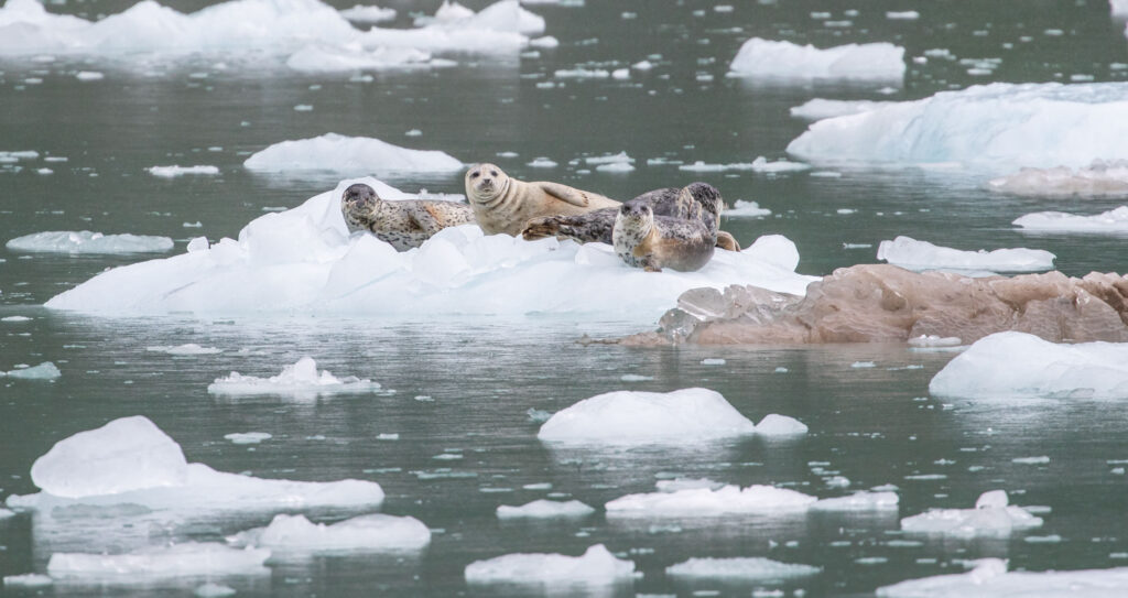 Glacier ice provides important rest pull-outs for seal mothers and their pups.