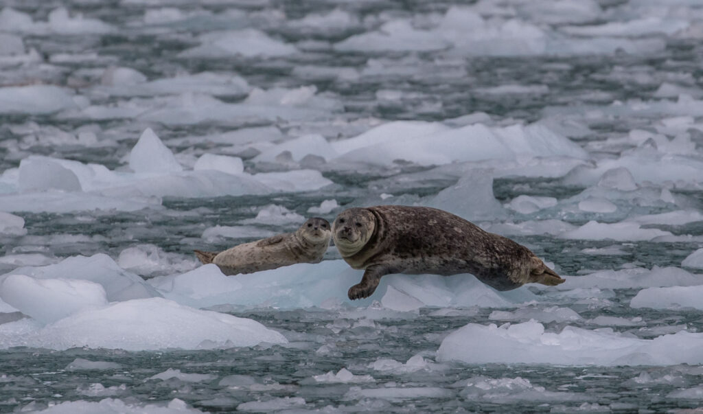 Mother seal and pup take a rest on a pull-out iceberg in Northwestern Fjord.