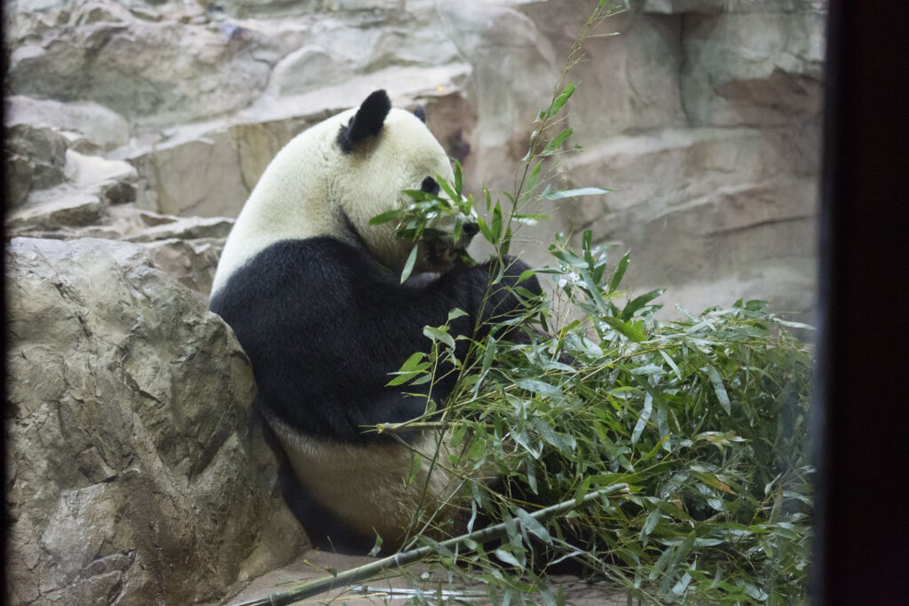 Just as pandas are highly specialized to do very well on bamboo, we have each evolved to do well on certain foods. What is on your traffic light green list?