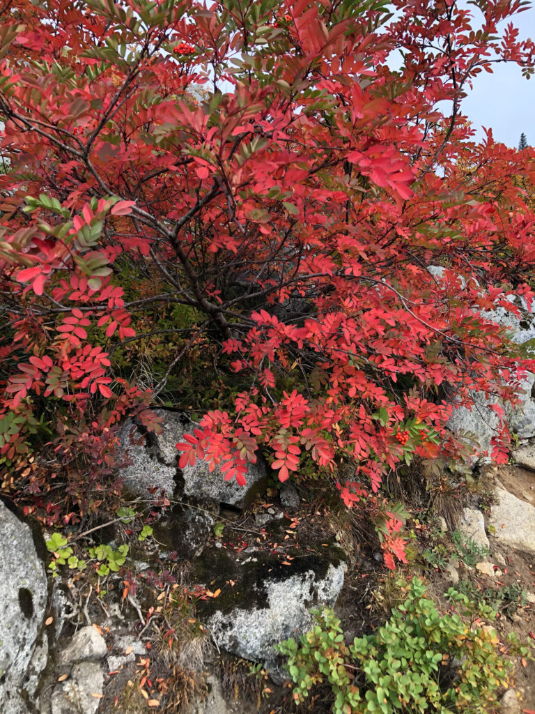 Sitka mountain ashes were absolutely stunning in their red and orange coats in the alpine meadows. Mother Nature's fall foliage has never been so beautiful.