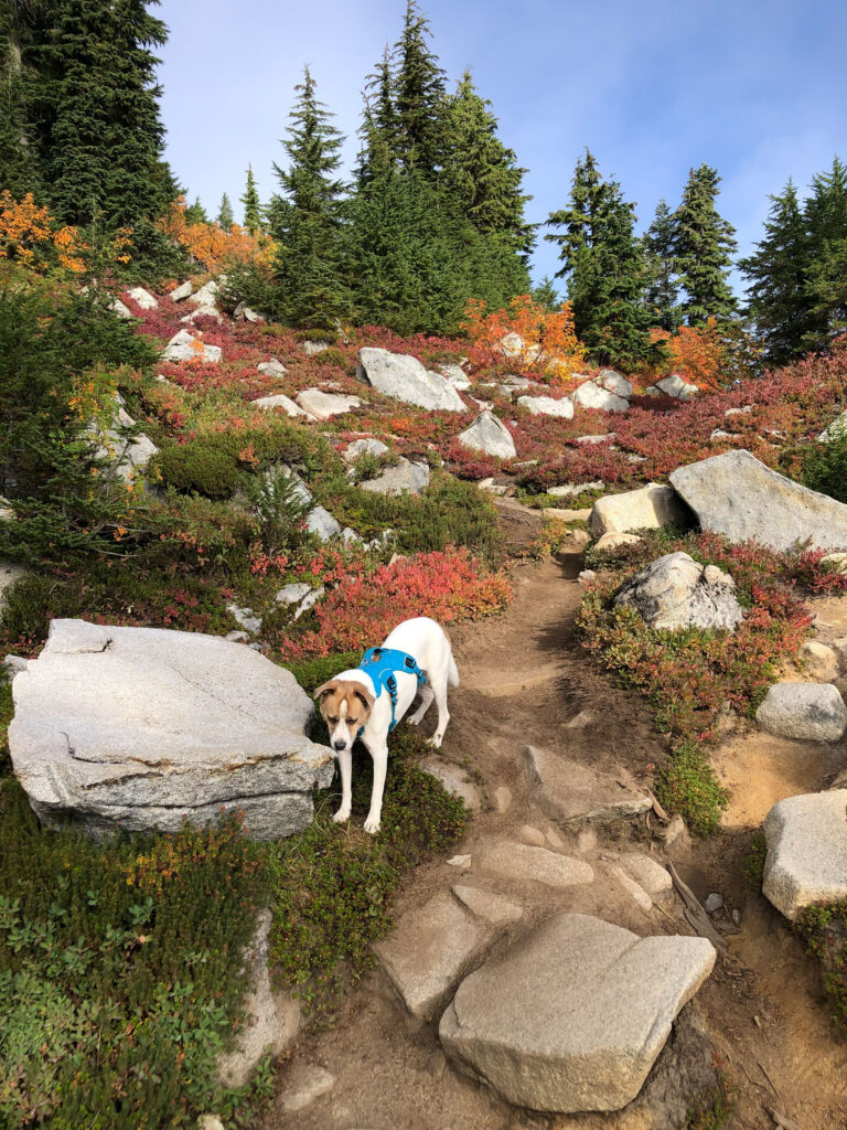 Ajax on the trail through Granite's alpine meadow.