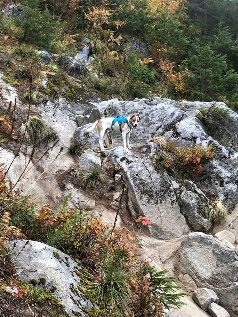 Hiking buddy Ajax waits on the boulders in the avalanche gully.