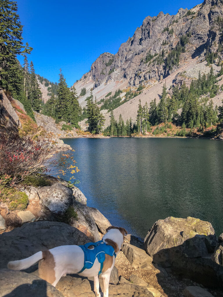 Ajax agrees that we had near-perfect conditions on the hike up to Melakwa Lake on October 18, 2022.