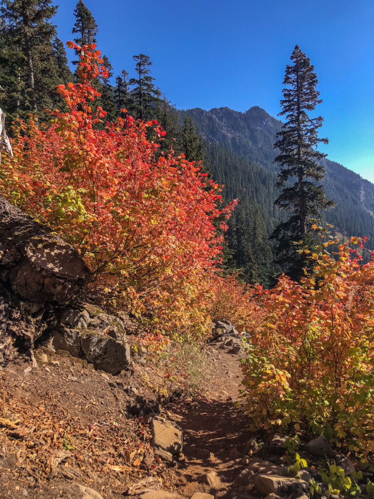 One last photo of colorful maples and a blue sky. In the right of the picture is the start of a smog layer that filled the valley and dried out our throats. But it was worth it.