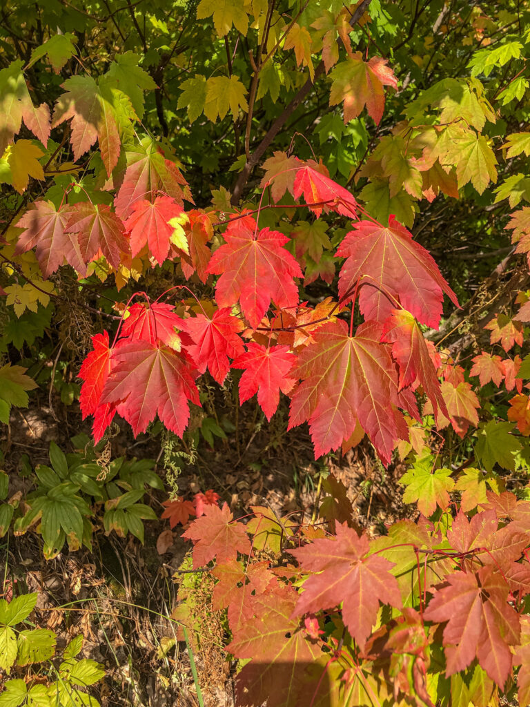 Maple leaves in full fall color as my hiking partner and I traded off asking good questions on the trail to Melakwa Lake.