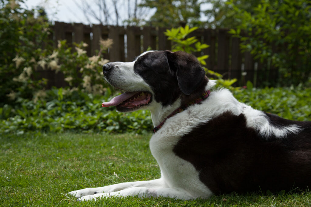 Emily on June 28, 2012. Her health had taken a nose dive at age 12.5 and we knew we had to say goodbye. We spent the morning of "Emily Day" celebrating her life by taking her on a car ride, providing her steak for lunch, and doling out huge dollops of love.