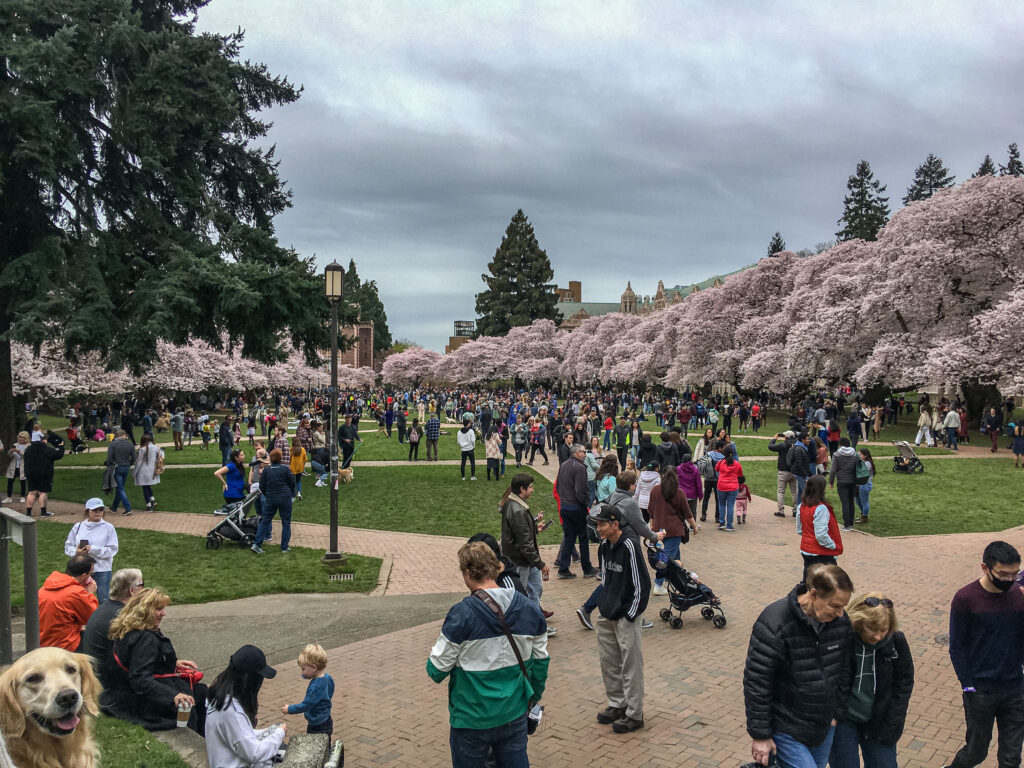 A visit to UW Campus in March 2022, celebrating the cherry blossoms. The "prospective students information day" for my daughter couldn't have been timed any better.