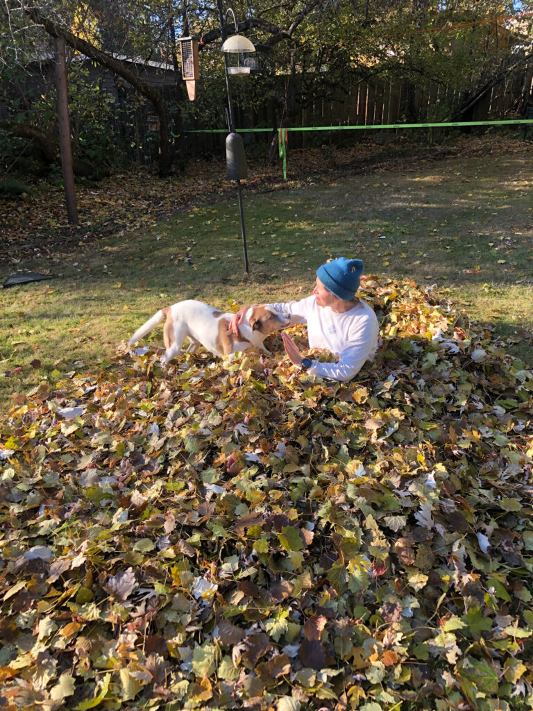 The author and Ajax play in a huge pile of dry leaves.