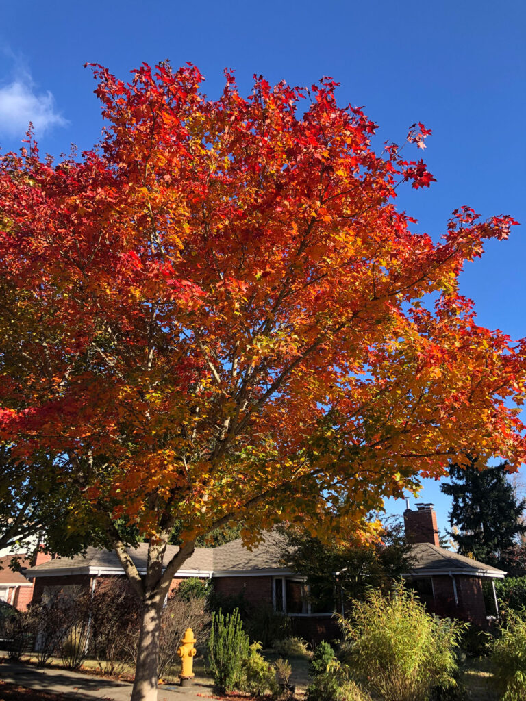 Seize the moment. On a morning walk, we spotted brilliant fall colors blazing against bright blue skies in Seattle. What's not to love? If only we make time to enjoy them.